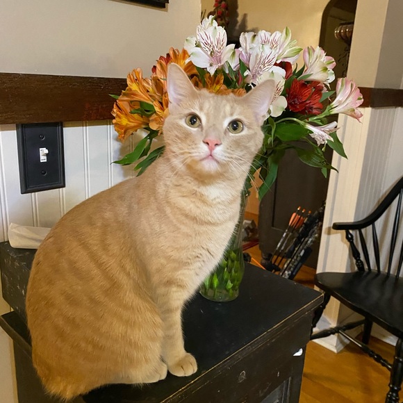 Meet your Posher, Asah - Picture 1 of 1